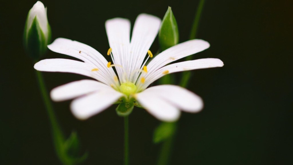 Daisy macro delight
